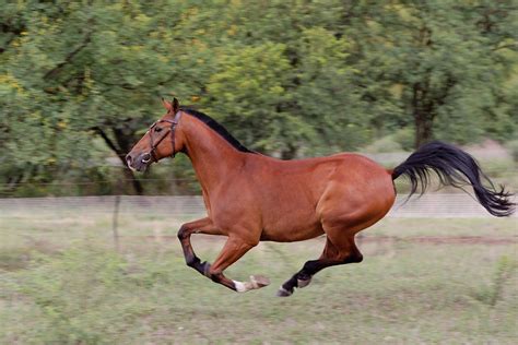 Bay Horse Galloping Photograph by Leon Kramer