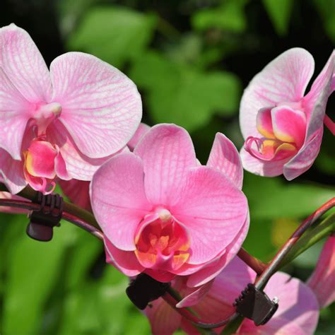 The Symbolism of Orchids: Understanding the Significance
