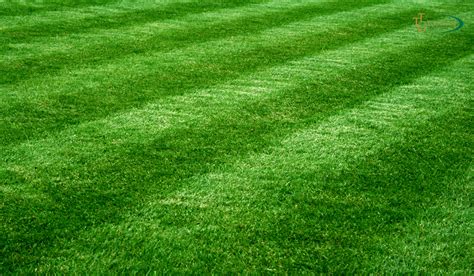 Different Types Of Zoysia Grasses - Which Is The Right For Your Lawn? - The Turfgrass Group Inc