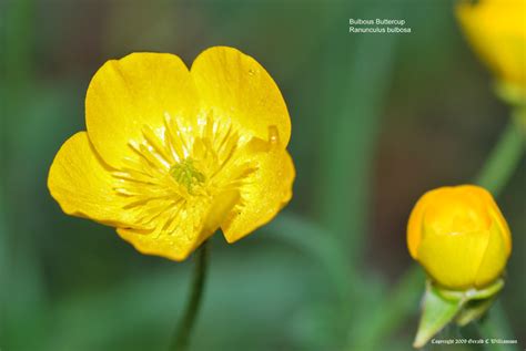 US Wildflower's Database of Yellow Wildflowers for Massachusetts