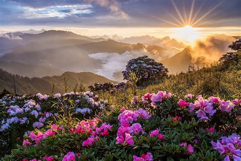 HD wallpaper: flowers, nature, mountains, sunset, sunrise, mist | Wallpaper Flare