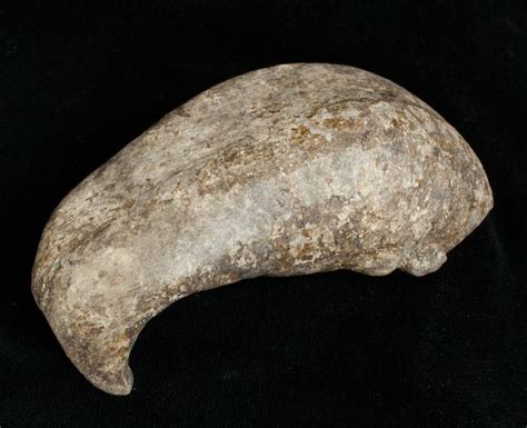 Fossil Cetacean (Whale) Ear Bone - Miocene (#3475) For Sale - FossilEra.com