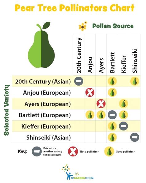 Pear Tree Pollinators Chart, helpfull! | Fruit bearing trees, Fruit ...