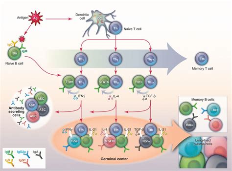 Diversity Among Memory B Cells: Origin, Consequences, and Utility | Science