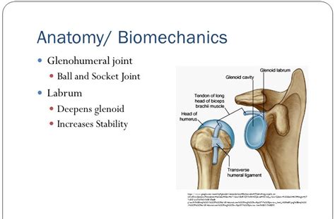 Diagram Of Shoulder Labrum Shoulder Labral Tear Relevant Anatomy And ...