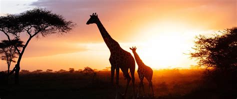 Giraffe Sunset Wallpapers - Wallpaper Cave