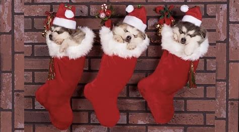 These 11 Adorable Puppies Have Christmas Spirit DOWN | The Dog People by Rover.com