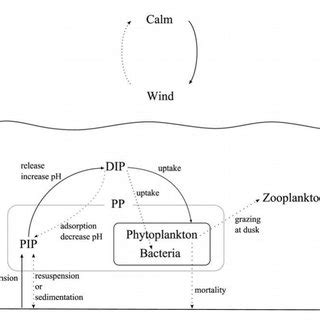 The flow of phosphorus cycle among particulate inorganic phosphorus ...