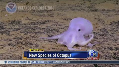 Scientists: Possible new octopus species found near Hawaii | 6abc.com