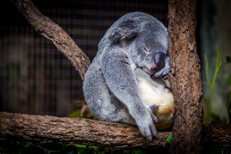 Sleeping koala - drmarcellestastny