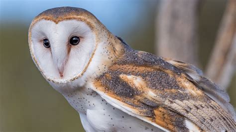 Barn owl (Tyto alba) – Mariposa Ranch Foundation