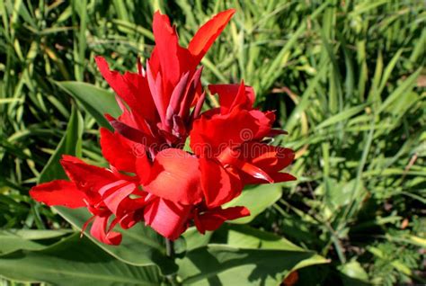 Red Garden Flower in the Form of Fire. Stock Image - Image of ...