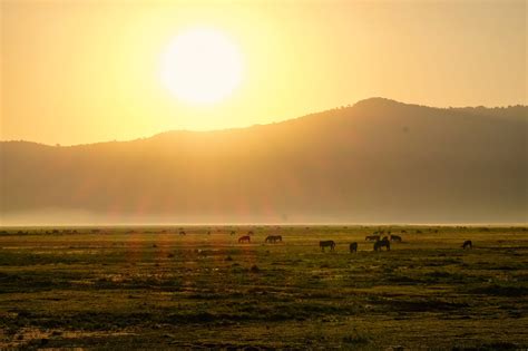 What To Expect On A Ngorongoro Crater Safari: Ultimate Guide