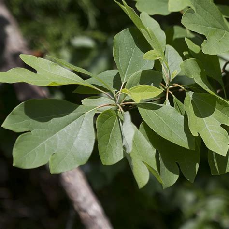 Sassafras Tree | Sassafras tree, Chronic kidney disease, Native garden