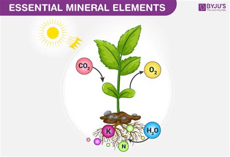 Essential Mineral Elements in Plants - Functions, Types