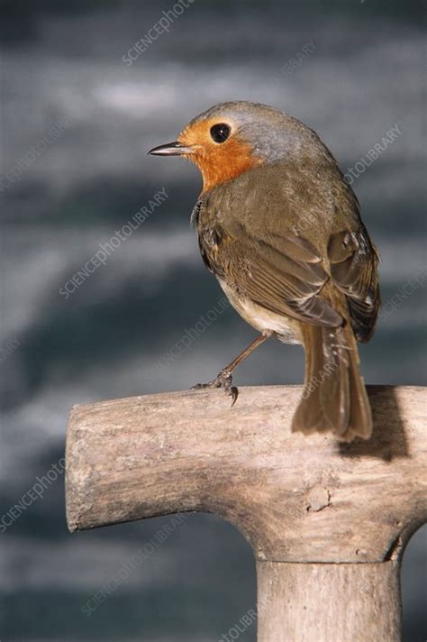 Robin redbreast - Stock Image - Z892/0720 - Science Photo Library