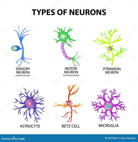 Types of Neurons. Structure Sensory, Motor Neuron, Astrocyte, Pyromidal ...