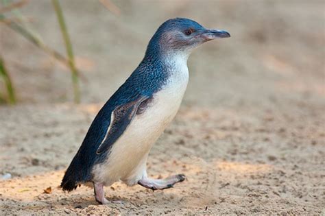 Blue Penguin | Punakaiki Accommodation, West Coast New Zealand