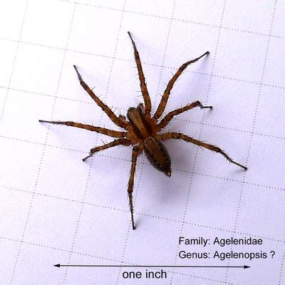 Wolf Spider Identification Chart