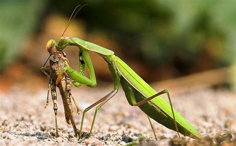 Mantis: Praying Mantis, more facts