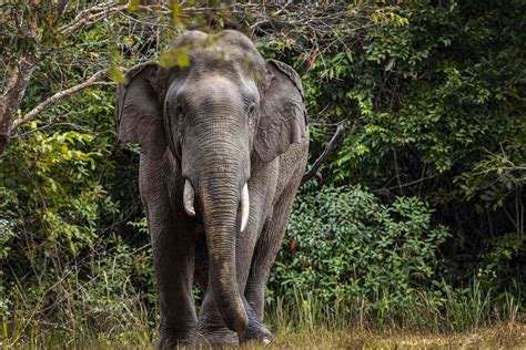 16 Amazing Indian Elephant Facts - Facts.net