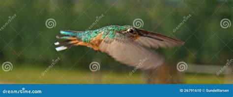 Hummingbirds in flight stock photo. Image of exciting - 26791610