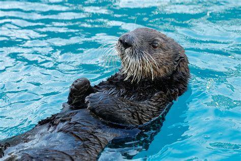 Alaskan Sea Otters coming to National SEA LIFE Centre Birmingham in 2020 – #BrumHour Networking ...