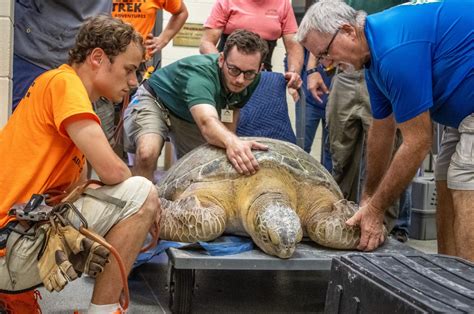 Brevard Zoo's Sea Turtle Healing Center Rescues 374-Pound Sea Turtle Entangled in Commercial ...
