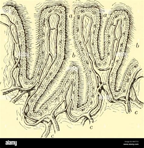 Gastric glands hi-res stock photography and images - Alamy