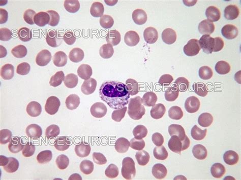 Photograph | Metamyelocyte, LM | Science Source Images