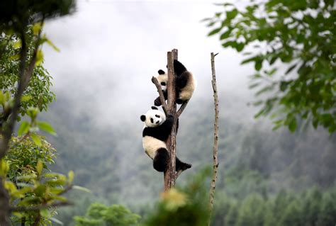 @Global Panda Fans: In the Name of the Panda, Gather 'Online' in Sichuan, China - China.org.cn