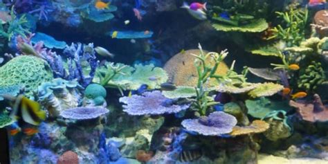 Sunshine Aquarium Tickets 2024 | Book TicketsToDo Online