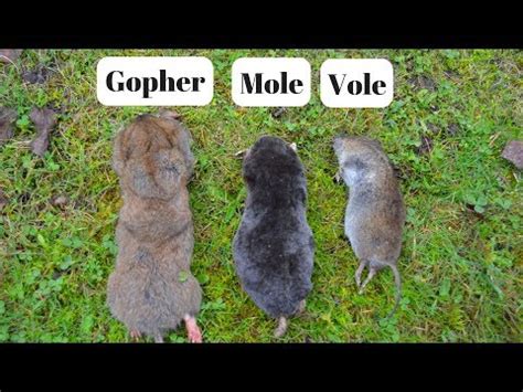 Are Moles And Gophers The Same? Unveiling The Underground Differences