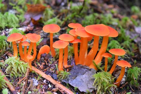 Free Images : mushrooms, fungi, fungus, mycology, outdoors, woods ...