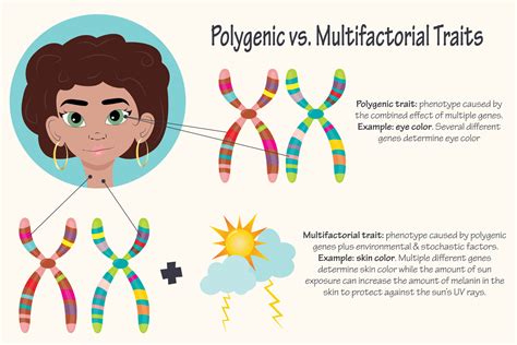 Polygenic versus multifactorial traits 7508594 Vector Art at Vecteezy