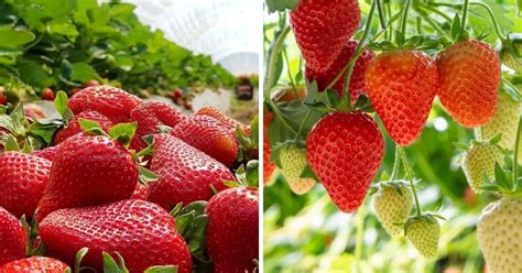 Fruit Garden & Outdoors Everbearer Strawberry Buddy Plants x 6 for Long Season Crops Home ...