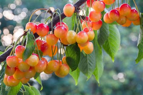 The Corum Cherry Tree - Minneopa Orchards