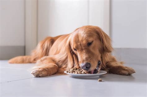 Can Golden Retrievers Eat Chicken?