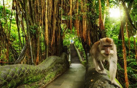 Ubud Monkey Forest In Bali Will Reopen November 5th - The Bali Sun