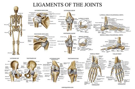 Skeletal System & Ligaments of The Joints Anatomical Poster Set ...