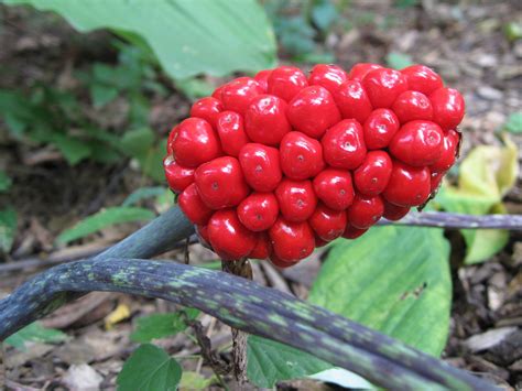 How to Grow and Care for Jack-in-the-Pulpit Plant