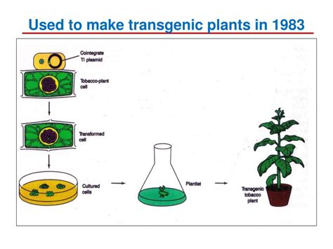 PPT - How transgenic plants are made PowerPoint Presentation, free download - ID:2010598