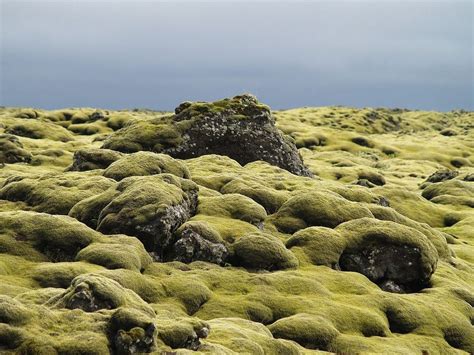 The Mossy Lava Fields of Iceland | Amusing Planet