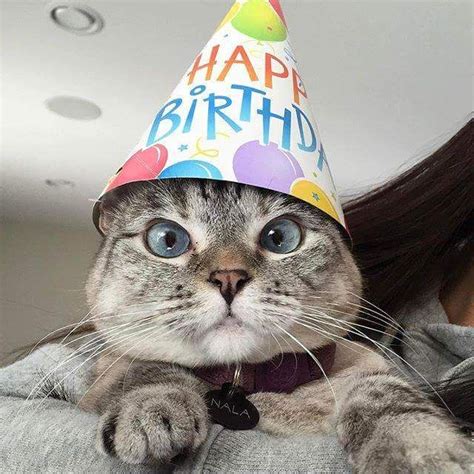 Happy birthday to Nala Cat ! http://ift.tt/2lTSMB2 | Kaart ideeën ...