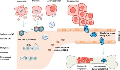 Techniques of using circulating tumor DNA as a liquid biopsy component in cancer management ...