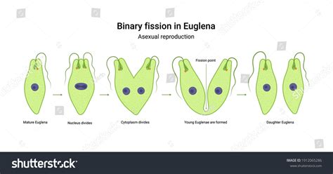 Asexual reproduction : 1 344 images, photos et images vectorielles de ...