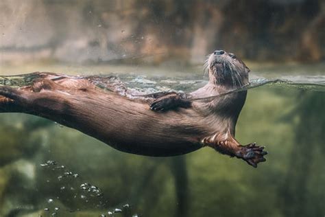 Où vit la loutre ? Distribution et habitat de la loutre – Petite Loutre