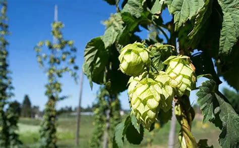 Let’s Learn! Citra Hops - Short Brews