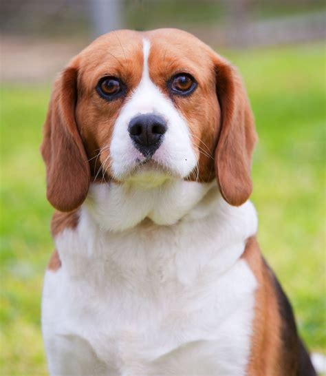 Herbert - Cavalier King Charles Spaniel x Beagle Mix | Animal welfare society, Dog waiting ...