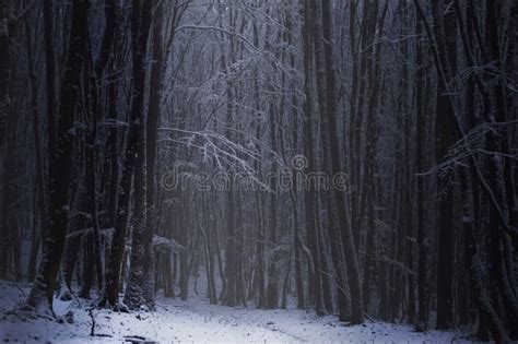 Dark Forest with Snow in Winter Stock Photo - Image of rain, landscape ...